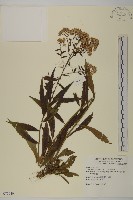 藏品(臺灣馬蘭)的圖片