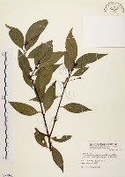 藏品(山肉桂、台灣肉桂)的圖片