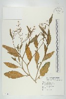 藏品(葶藶)的圖片