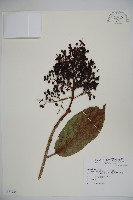 藏品(珊瑚樹)的圖片