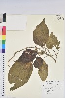 藏品(尖尾鐵莧)的圖片