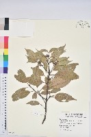 藏品(青剛櫟、鐵椆)的圖片