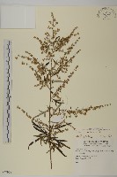 藏品(中南蒿)的圖片