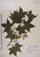 藏品(青楓)的圖片