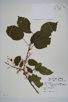 藏品(硬齒獼猴桃)的圖片