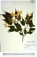 藏品(尖葉槭)的圖片