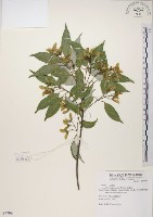 藏品(樟葉槭, 飛蛾子樹)的圖片