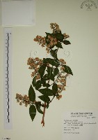 藏品(大葉溲疏)的圖片