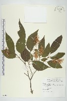 藏品(梜木)的圖片