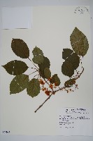 藏品(硬齒獼猴桃)的圖片