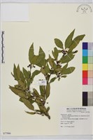 藏品(塔山鼠李)的圖片