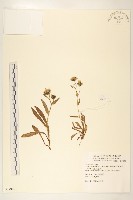 藏品(玉山毛蓮菜)的圖片