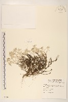 藏品(玉山薄雪草)的圖片