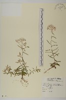 藏品(玉山抱莖籟簫)的圖片