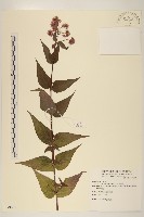 藏品(腺葉澤蘭)的圖片