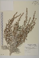 藏品(太魯閣艾)的圖片