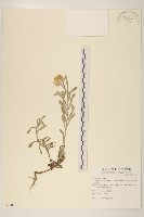 藏品(鼠麴草)的圖片