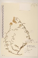 藏品(絲綿草)的圖片