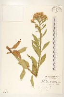 藏品(翼莖闊苞菊)的圖片