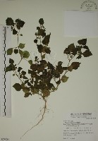 藏品(燈籠草)的圖片