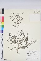 藏品(紫斑大戟)的圖片