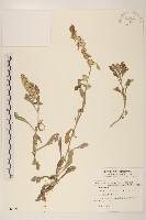 藏品(匙葉鼠麴草)的圖片