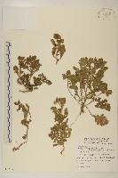 藏品(線球菊、田基黃)的圖片