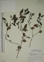 藏品(燈籠草)的圖片