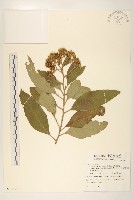 藏品(美洲闊苞菊)的圖片