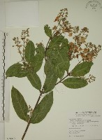 藏品(猿尾藤)的圖片