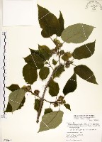 藏品(構樹)的圖片