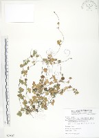 藏品()的圖片