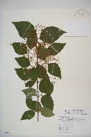 藏品(呂宋莢迷)的圖片