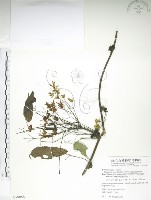 藏品(石月、橢圓葉石月)的圖片