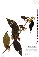 藏品(杜虹花，台灣紫珠)的圖片