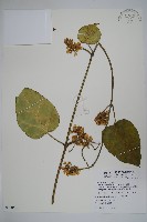 藏品(臺灣牛嬭菜)的圖片