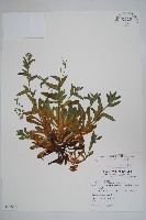 藏品(野勿忘草)的圖片