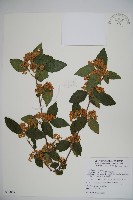 藏品(呂宋莢迷)的圖片