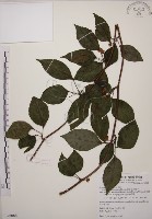 藏品(阿里山五味子)的圖片