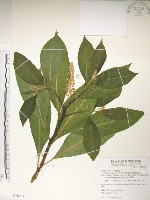 藏品(日本商陸、圓果商陸)的圖片