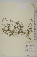 藏品(阿里山繁縷)的圖片