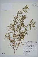 藏品(蓮子草)的圖片