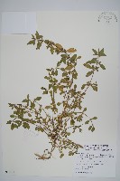 藏品(毛蓮子草)的圖片