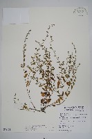 藏品(細纍子草)的圖片