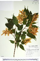 藏品(尖葉槭)的圖片