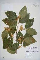 藏品(呂宋莢迷)的圖片