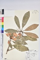 藏品(臺灣杜鵑)的圖片