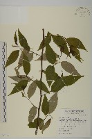 藏品(佩羅特木)的圖片