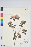 藏品(南澳杜鵑)的圖片