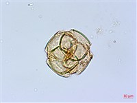 藏品(凹葉越橘)的圖片